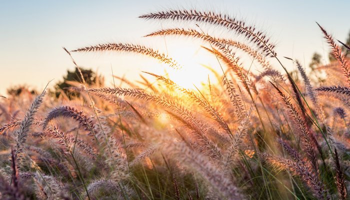 Demo oggetti Wagtail