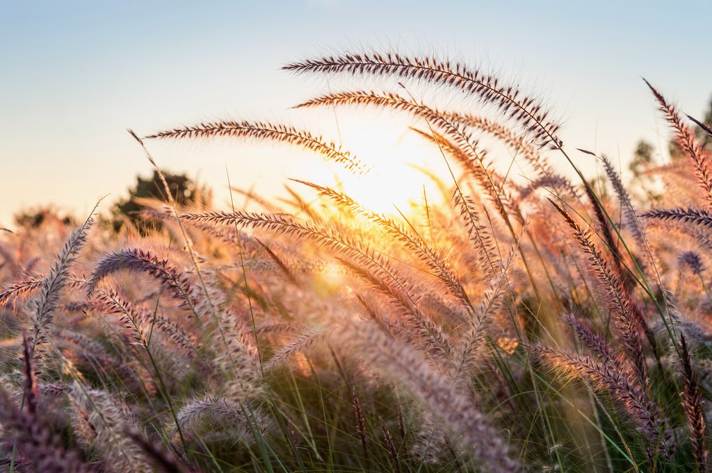 grass-flower-sunset
